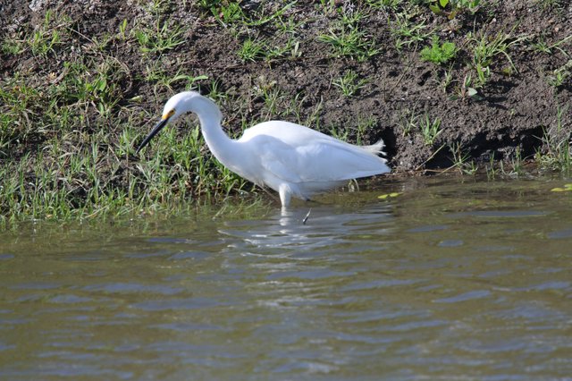 Snowy Egret Foraging in Shallow Wetland Waters