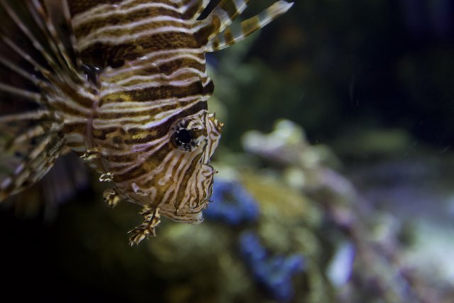 Majestic Lionfish in the Aquarium