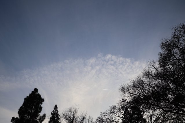 Twilight Sky with Silhouetted Trees and Wispy Clouds
