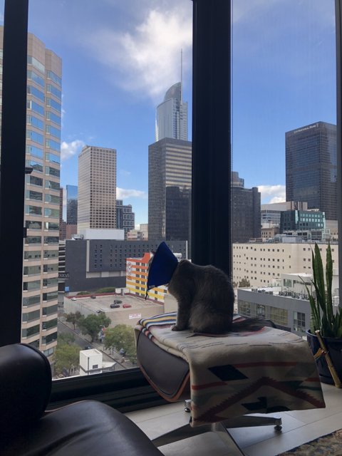 Living Room Cat Gazing at Cityscape
