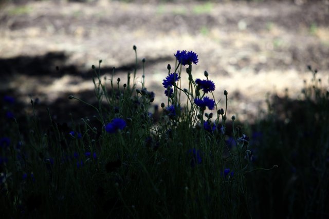 Blooming Cornflowers Along the Countryside Road