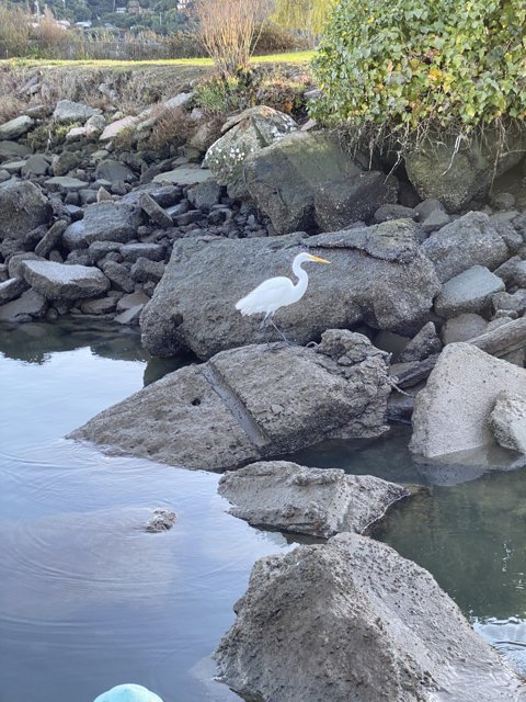 Serene Waterfowl on Rocky Shoreline