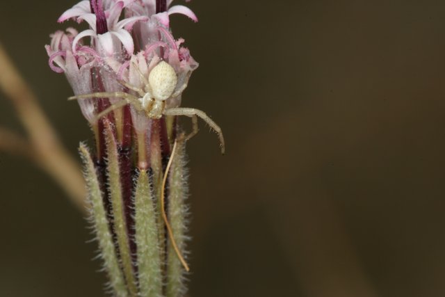 Garden Spider on a White Flower