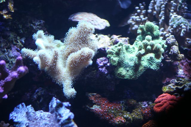 Diversity in the Reef