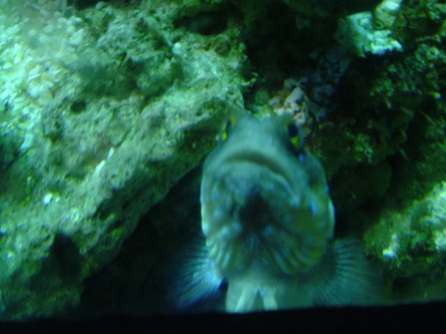 Beauty in the Aquarium