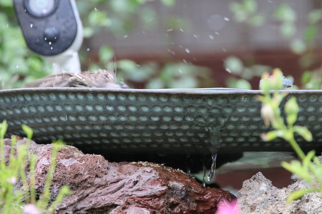 Bird Splashing in Garden Water Bath
