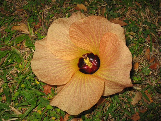 Vibrant Hibiscus Blossom