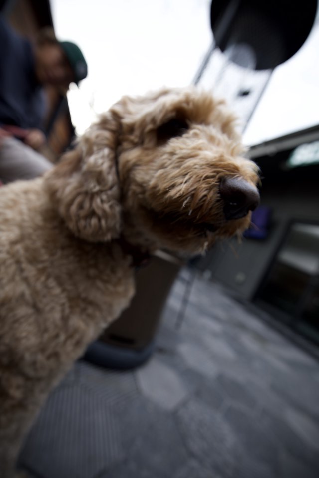 Curious Curly-Haired Dog Close-Up Portrait