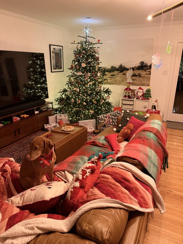 Cozy Christmas Morning with Weimaraner Dog in Living Room
