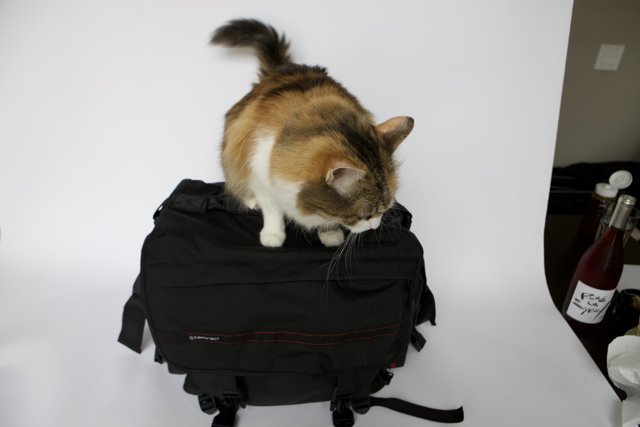 Feline Backpack Guardian
