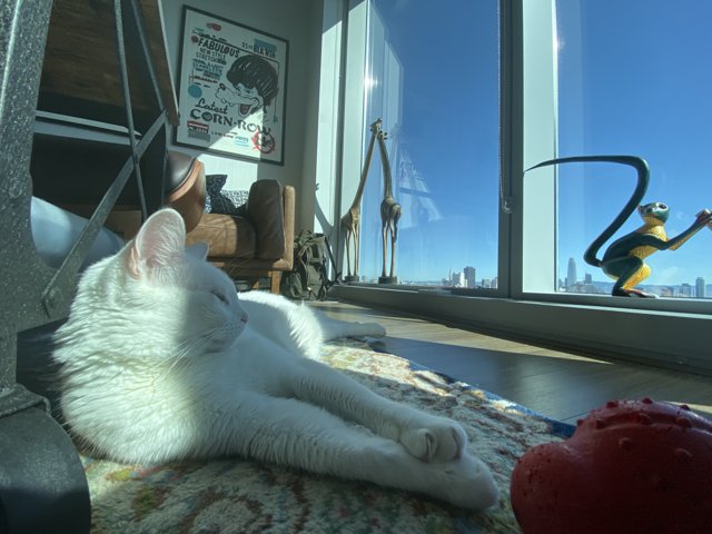 White Cat Lounging by the Window