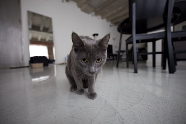 Gray Cat Relaxing on Hardwood Flooring