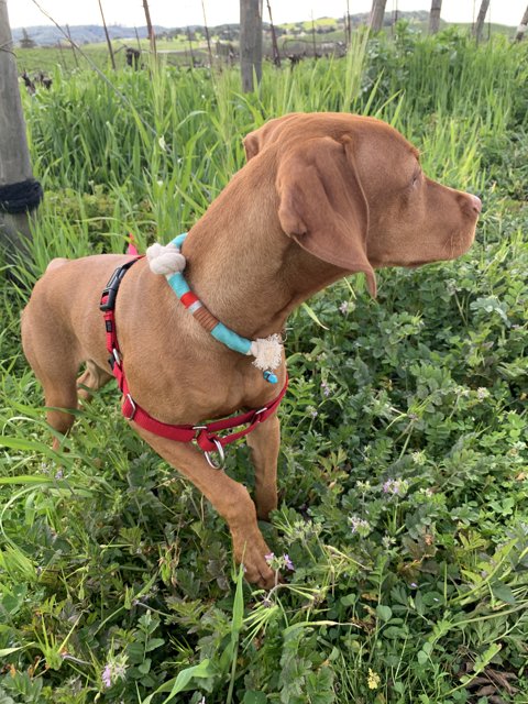 Colorful Canine Accessorized with Herbal Harness