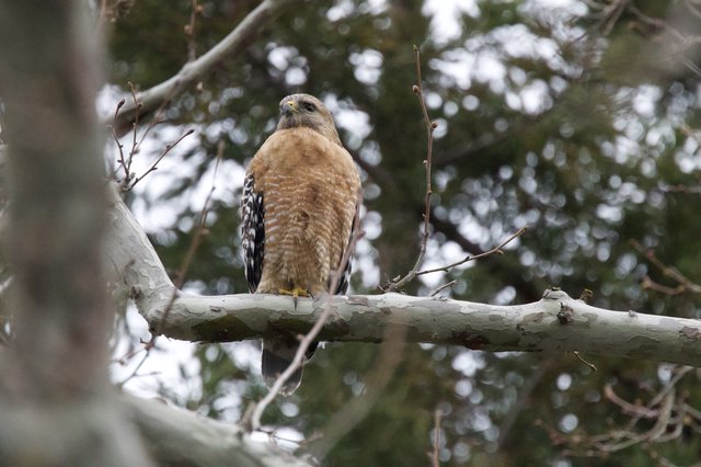 Red-Shouldered Hawk Perched on Winter Branch