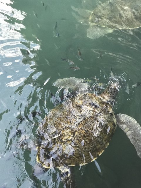Sea Turtle Swimming with Fish in Cancún