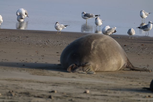 Elephant Seal Pup Resting Among Seagulls at Beach