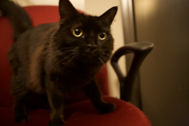 Black Cat on a Red Armchair
