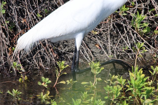 Great Egret Foraging in Shallow Wetland Waters