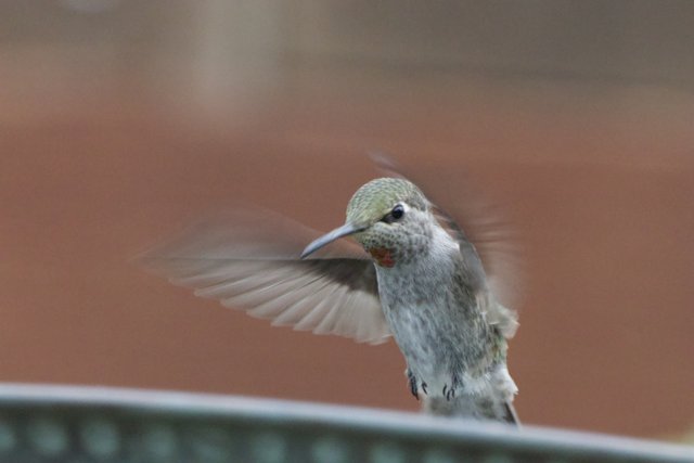 Winged Jewel in Motion