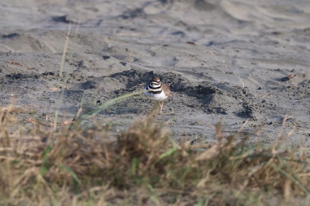 Killdeer Standing Alert on Muddy Ground