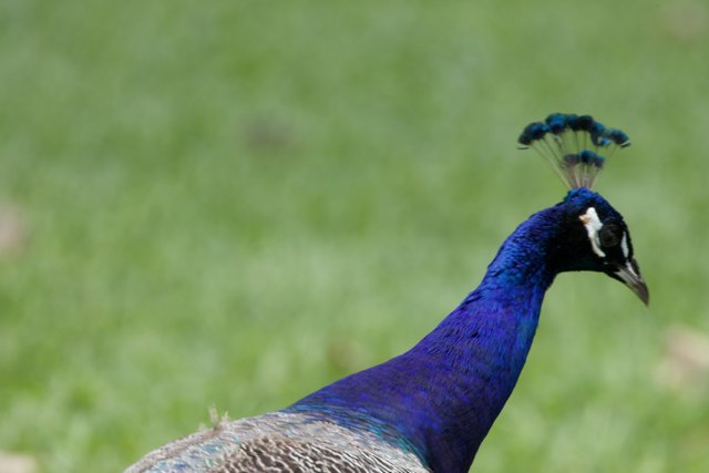 Majestic Aura of a Peacock