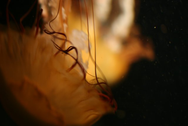 Jellyfish Encounter