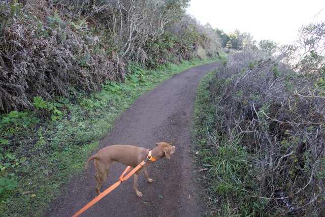 A Canine Adventure in the Marin Headlands