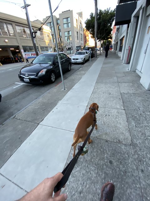 Urban Pup Takes a Stroll