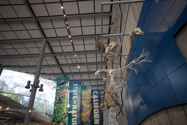 Skeletal Exhibit Display in Natural History Museum