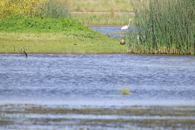Wading Bird in Wetland Marsh at Sunset