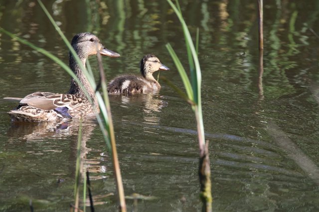 Female Mallard Duck with Duckling in Wetland Waters