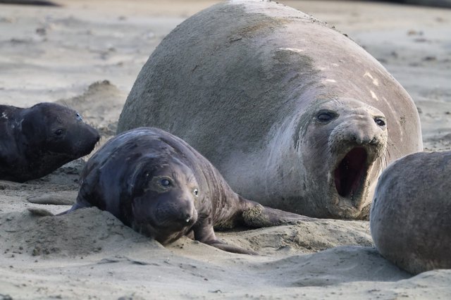 Northern Elephant Seal Mother with Pups at Drake's Beach