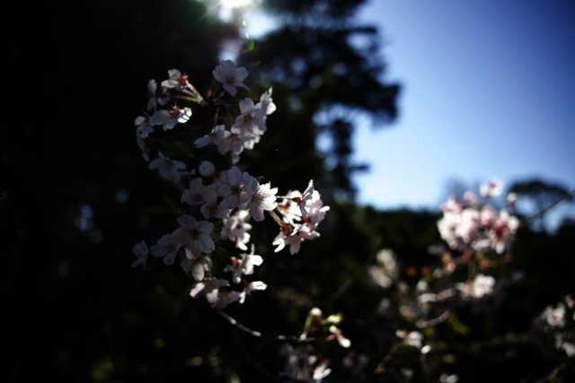 Breathtaking Cherry Blossoms at the Japanese Tea Garden
