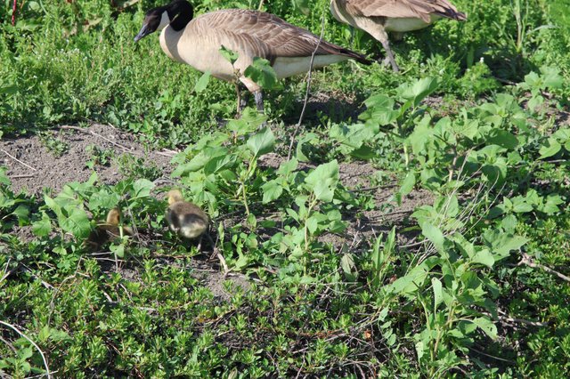 Canada Goose Family Foraging in Wetland Vegetation