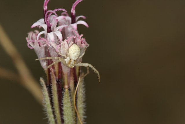 Garden Spider on Pink-Stemmed Flower