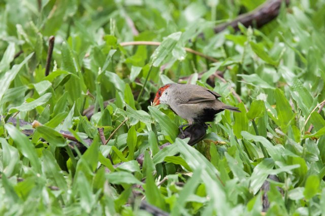 Hidden Treasure: A Finch Amidst the Foliage