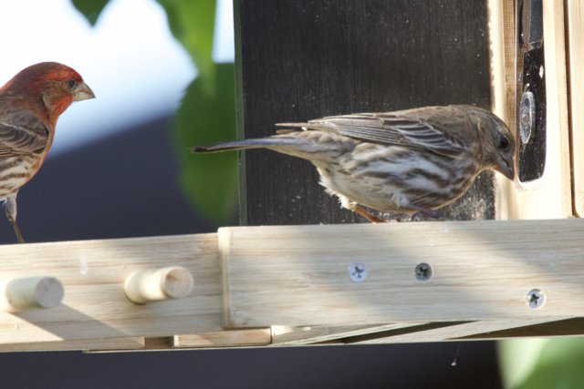 Feathered Companions at the Feeder