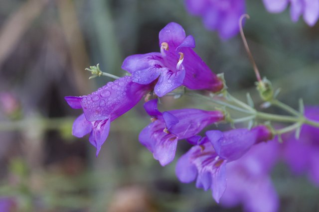 Purple Penstemon Blooms Glistening After Summer Rain