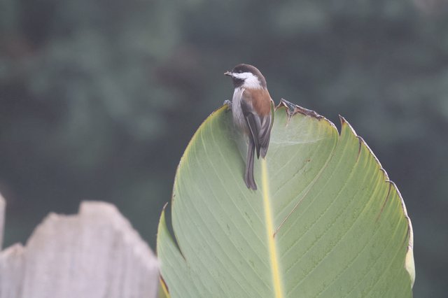 Small Bird Perched on Curled Banana Leaf Edge
