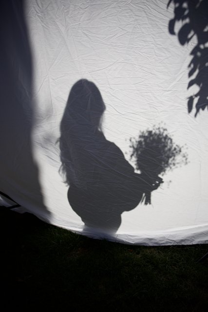 Silhouetted Blossoms