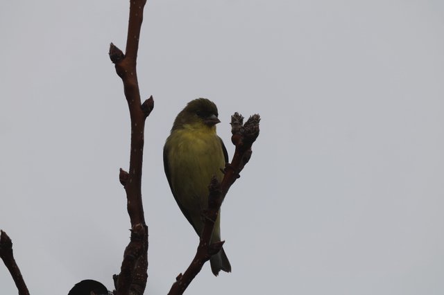 Lesser Goldfinch Perched on Bare Winter Branch