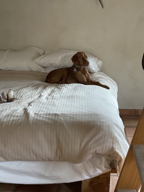 Comfy Canine on Cozy Bed
