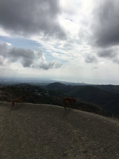 Canine companions on a hilltop