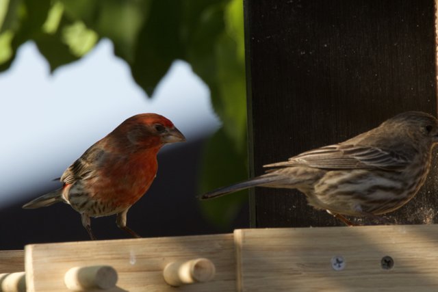 Feathered Companions at Dusk