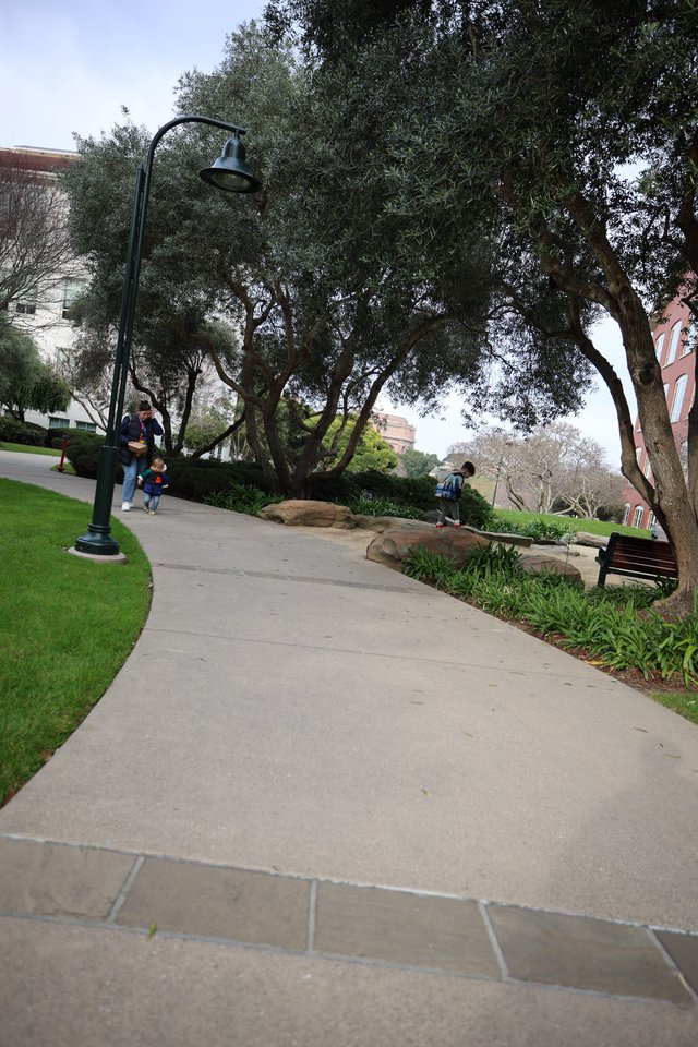 Curved Walkway Through Landscaped Park with Oak Trees