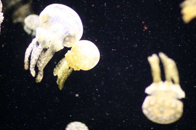 Glowing Underwater Jellyfish