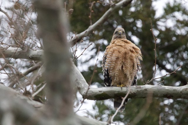 Red-shouldered Hawk Perched in Winter Tree
