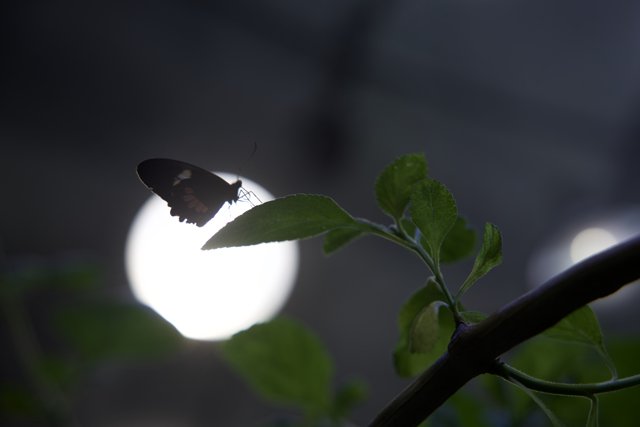 Moonlight Sonata: Nature's Nocturnal Dance