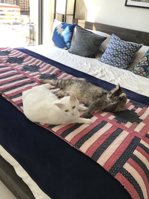Two Cats Cozied Up on Bed with Quilt