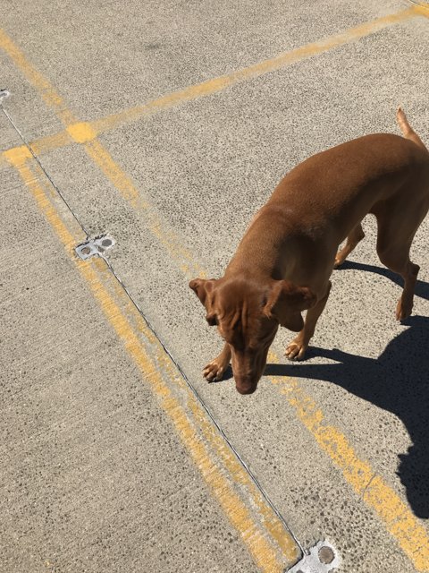 Furry Friend in the Parking Lot